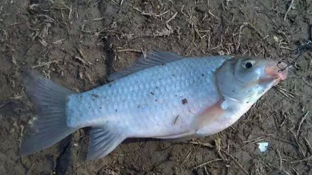冬季野钓鲫鱼如何选择合适的水深与钓位?