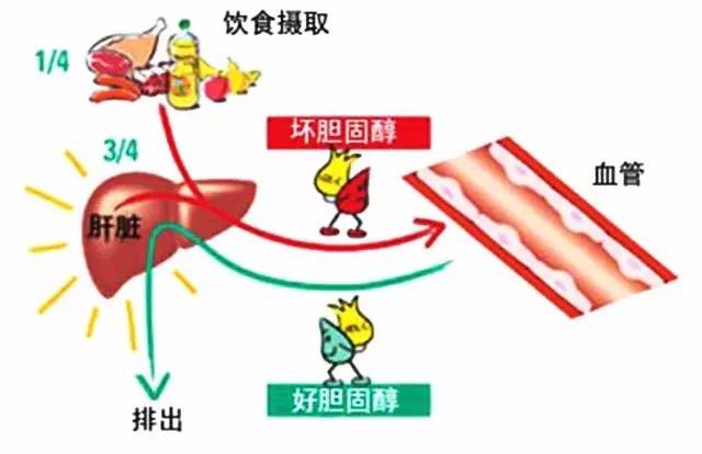 胆固醇高,你不知道的那点事!