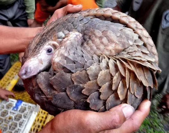 媒体：官员请吃穿山甲，是香港寄给纪委的举报信