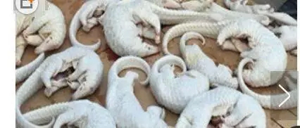 媒体：官员请吃穿山甲，是香港寄给纪委的举报信