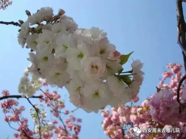 中国西安最美的樱花就要开了,谁还浪费钱去岛
