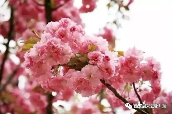 中国西安最美的樱花就要开了,谁还浪费钱去岛