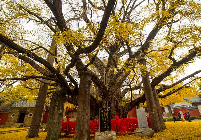 中国十大最古老的树王,有些还是世界第一