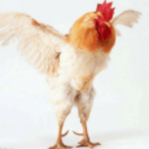 重头戏!粤港澳第一龙头股三金共振,明天逢低8