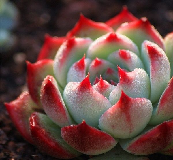 养多肉植物不可不知的四大误区 你中招了吗-