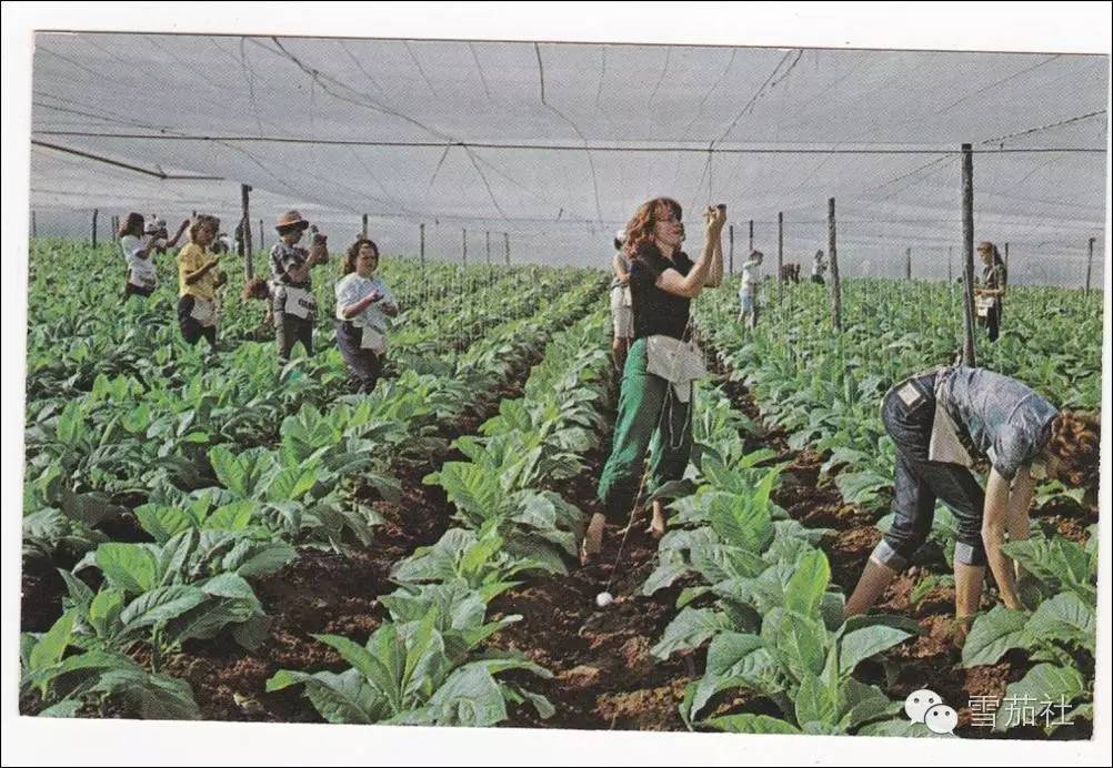 古巴黑雪茄经过五年自然发酵酿出精彩 古巴黑雪茄经过五年自然发酵酿出精彩