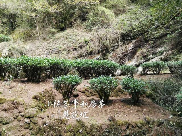 佛国岩是武夷岩茶三坑两涧的核心产区？牛栏坑表示不服！