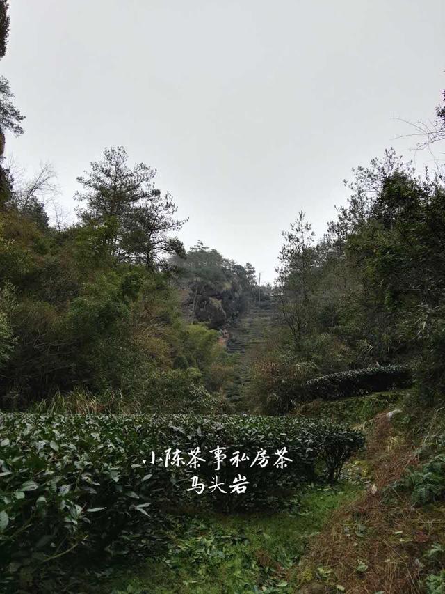 佛国岩是武夷岩茶三坑两涧的核心产区？牛栏坑表示不服！