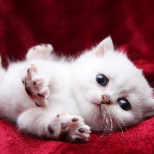 鹿晗为什么打吴亦凡,鹿晗私下脾气暴躁真的吗