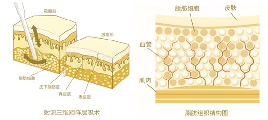 V生态活细胞面雕专家，张夷易近福院长【科技】风气中国网