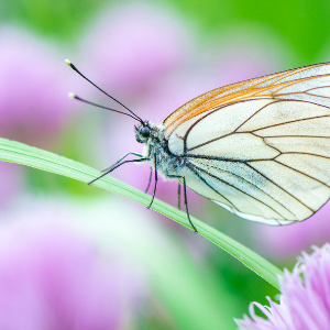 尿酸高的发病率这么高,什么原因让尿酸升高的