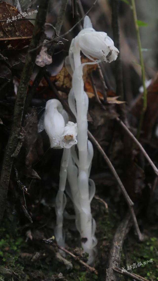 “冥界之花”再度现身！青川摄影师拍到水晶兰高清影像