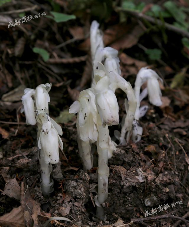 “冥界之花”再度现身！青川摄影师拍到水晶兰高清影像