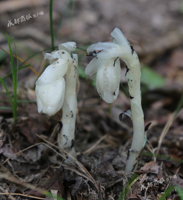 “冥界之花”再度现身！青川摄影师拍到水晶兰高清影像