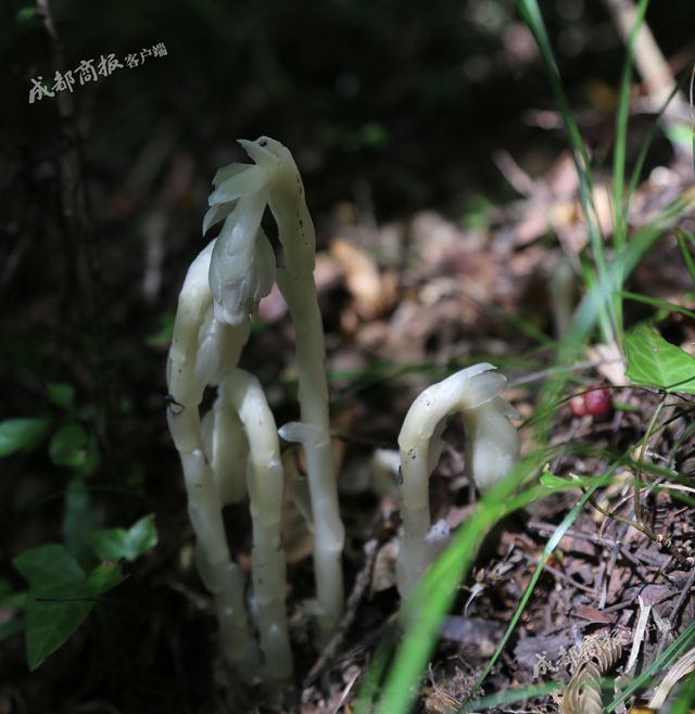 “冥界之花”再度现身！青川摄影师拍到水晶兰高清影像