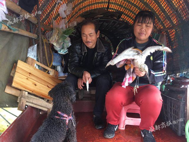 宜宾夫妻打渔时救起白鹭 它从此不愿离开