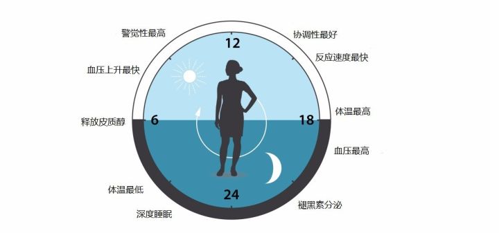 不要熬夜!这是全球公认最健康的作息时间表!