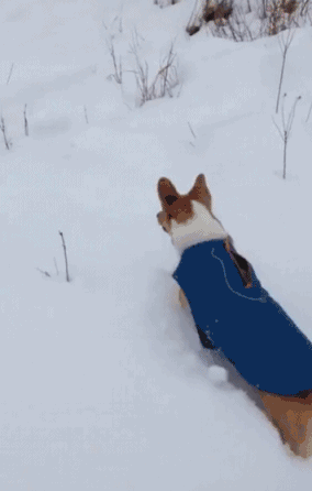 【小七萌宠精品馆】狗生中的第一场雪:好开心好开心!最后一张笑惨了