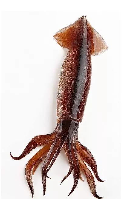 一眼看去全是腿章鱼鱿鱼和墨鱼究竟有什么区别
