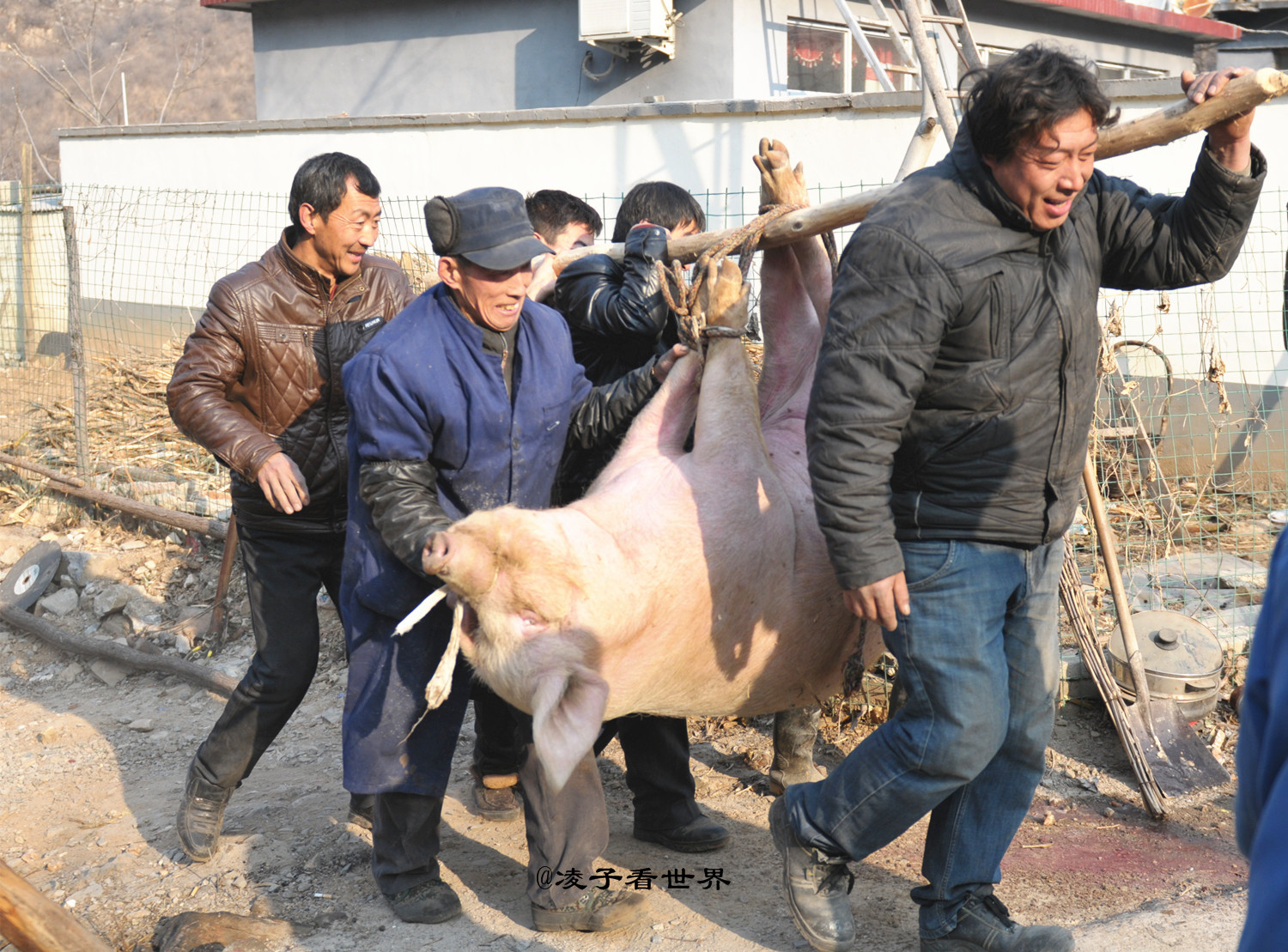 亲眼目睹农村人忙年杀年猪