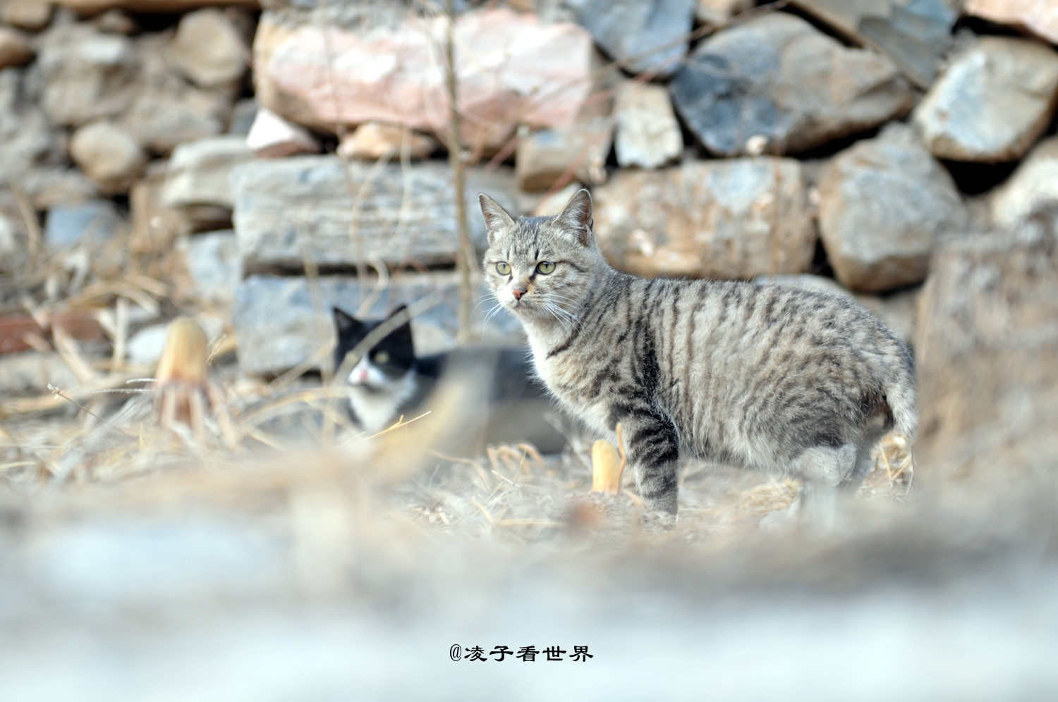 寒假带孩子到村里寻找年的味道