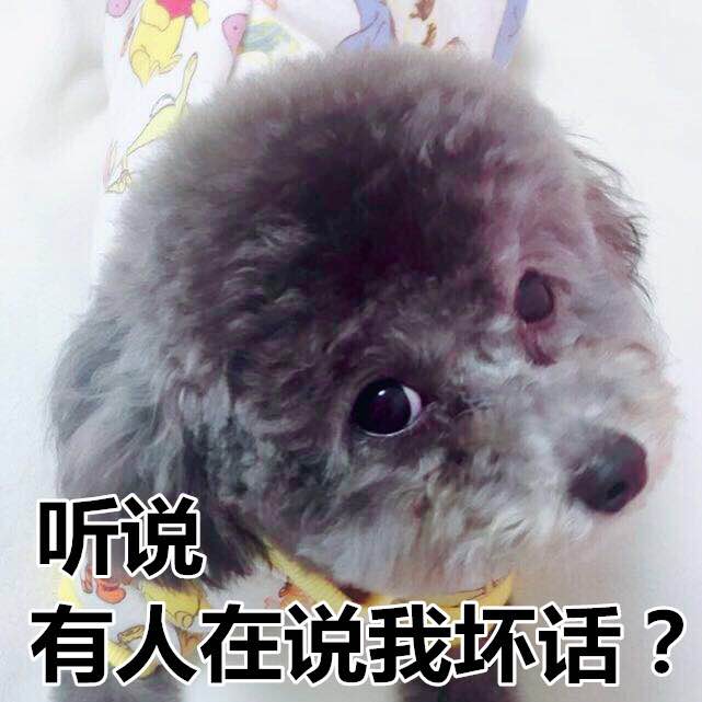【小七萌宠精品馆】千万不要招惹小奶狗,太凶残了!