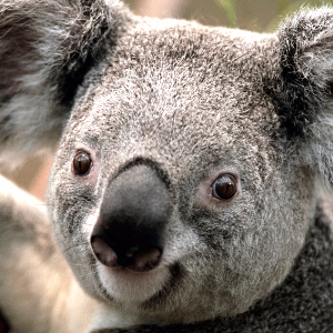 《我不是药神》-经典的社群运营案例