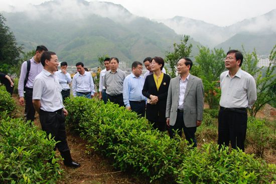 科技支撑产业扶贫 茶叶所助力乡村振兴
