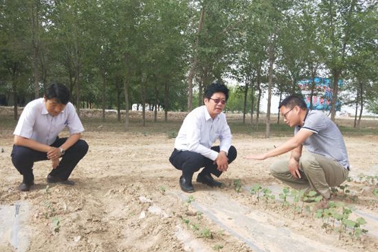 西部农业研究中心2018年重点工作推进会在昌吉召开