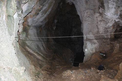 中国南部2.2万年前大熊猫线粒体基因组研究揭示新的熊猫谱系
