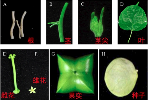 版纳植物园油料植物星油藤的主要组织器官转录组研究获进展