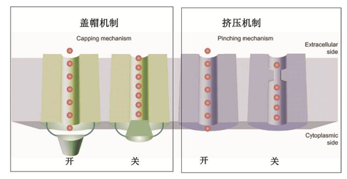 武汉物数所等在水通道蛋白门控分子机制研究中取得进展