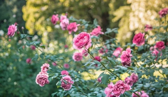 我习练郭林新气功46年 ，不止赶跑了癌魔，身体也棒棒的