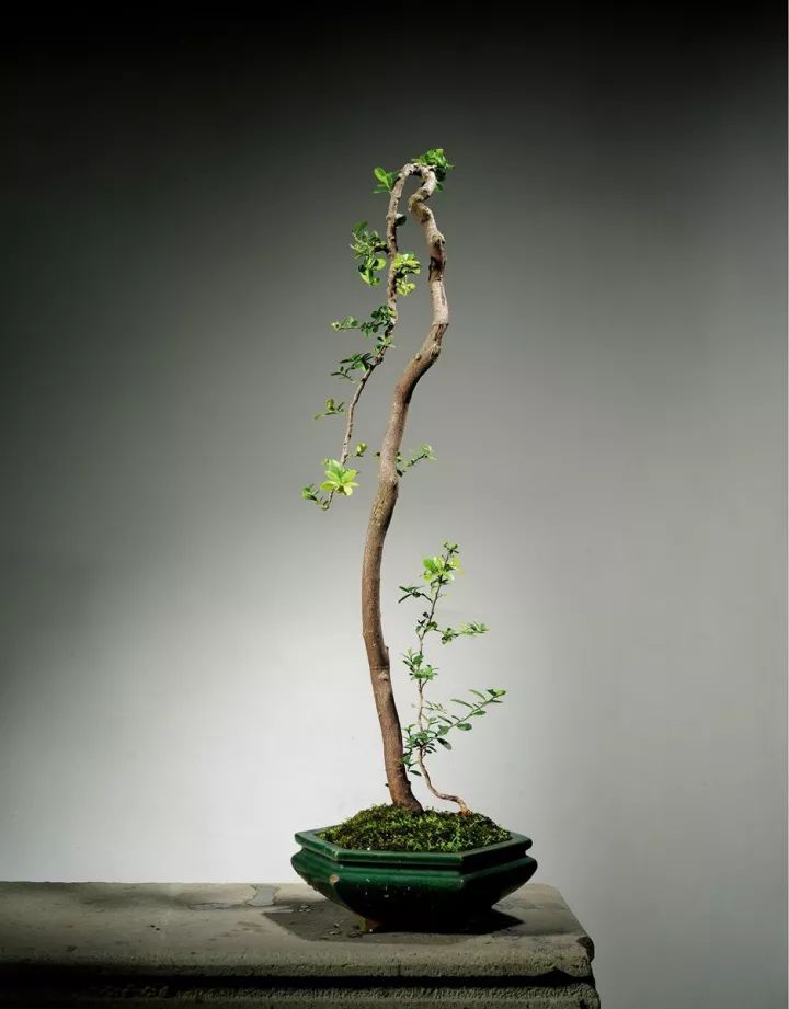 最美的文人盆景妙不可言附上制作方法