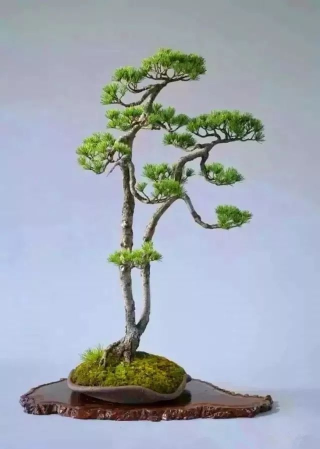 小知识:文人树盆景制作过程  1  2  3  4  5  6  7  8