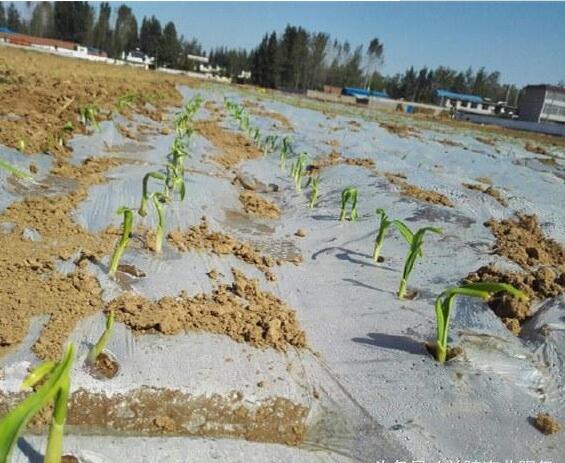 大蒜高产全程种植管理技术要点(2018-2019年