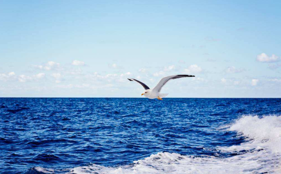 空气中始终弥漫着海洋自由而清新的味道,海浪与海鸥,水天一线,足够让