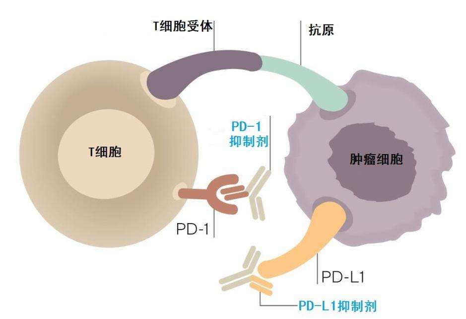 D:\Documents\Pictures\PD-L1 PD1-1.jpg