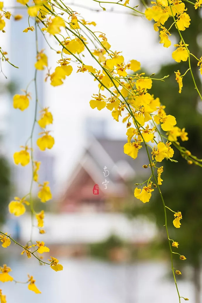 千年铁树会开花猜成语_千年铁树开花图片大全(2)