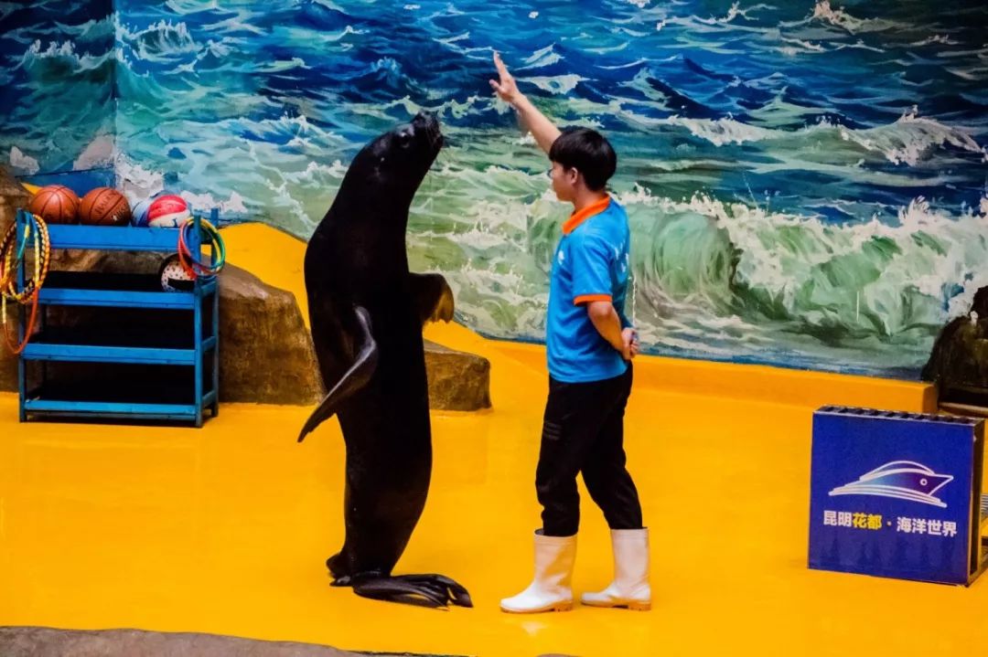 国庆没亮点?昆明花都海洋世界,国庆礼物比宫斗