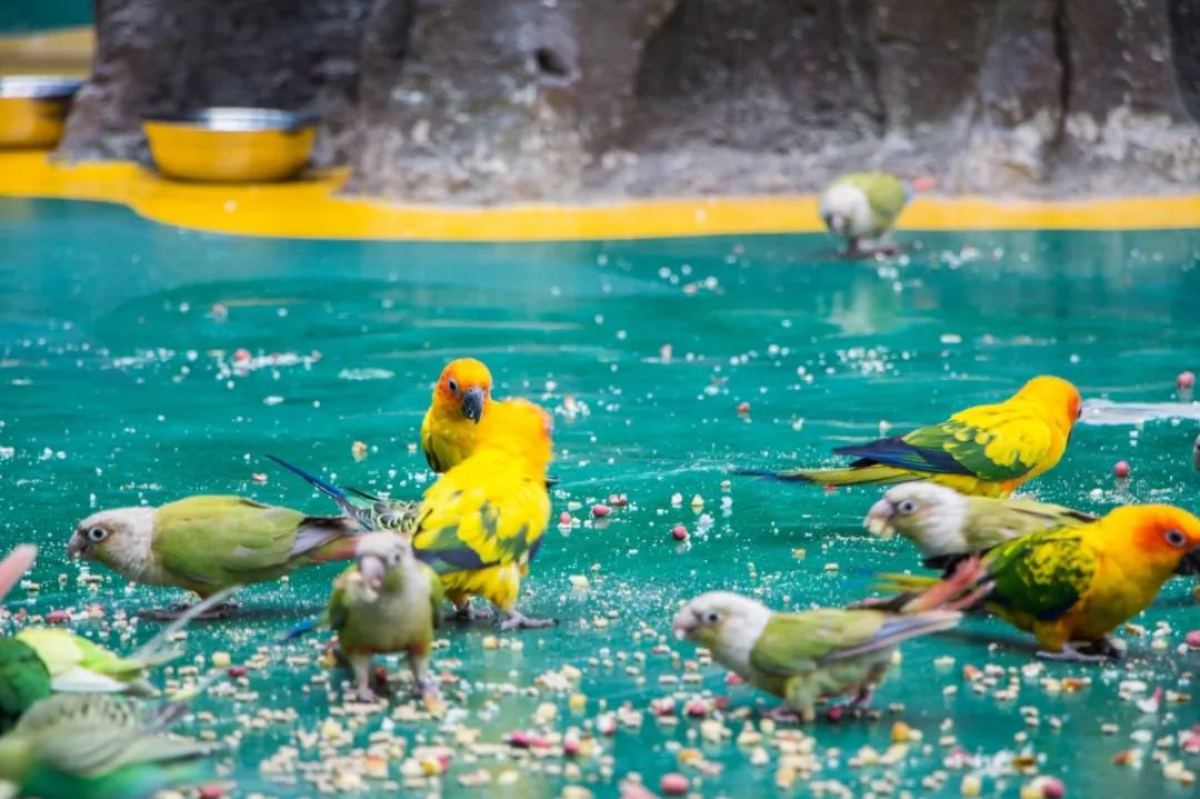 国庆没亮点?昆明花都海洋世界,国庆礼物比宫斗