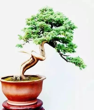 图解王恒亮大师制作侧柏盆景全过程