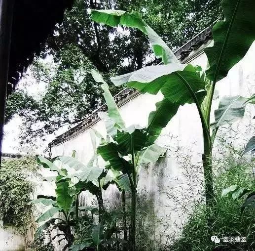 听雨打芭蕉,迷失绿意中