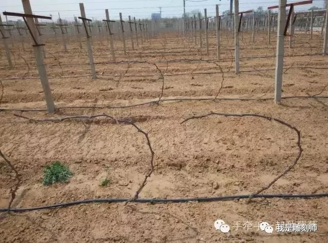 高清图解葡萄秋季修剪——V形架