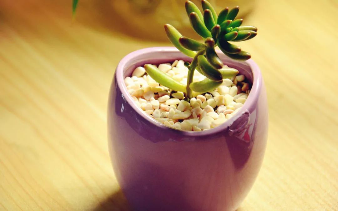 治癌症，不要“谋子”，而要“谋局”-何裕民教授