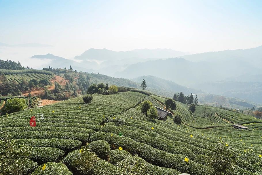 在刘三姐的故乡，云海之上的绝美茶园，偶遇美丽侗族采茶妹！