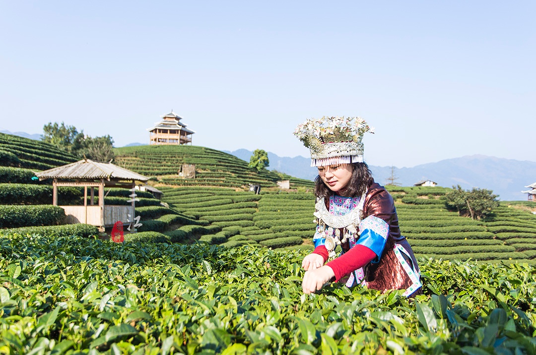 在刘三姐的故乡，云海之上的绝美茶园，偶遇美丽侗族采茶妹！