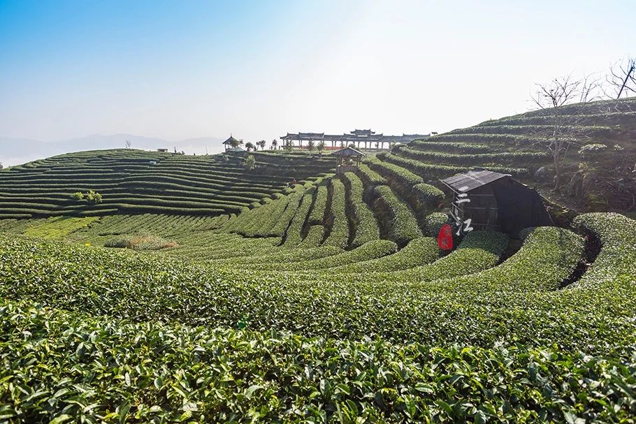 在刘三姐的故乡，云海之上的绝美茶园，偶遇美丽侗族采茶妹！