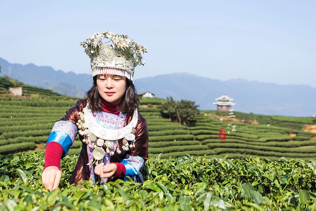 在刘三姐的故乡，云海之上的绝美茶园，偶遇美丽侗族采茶妹！