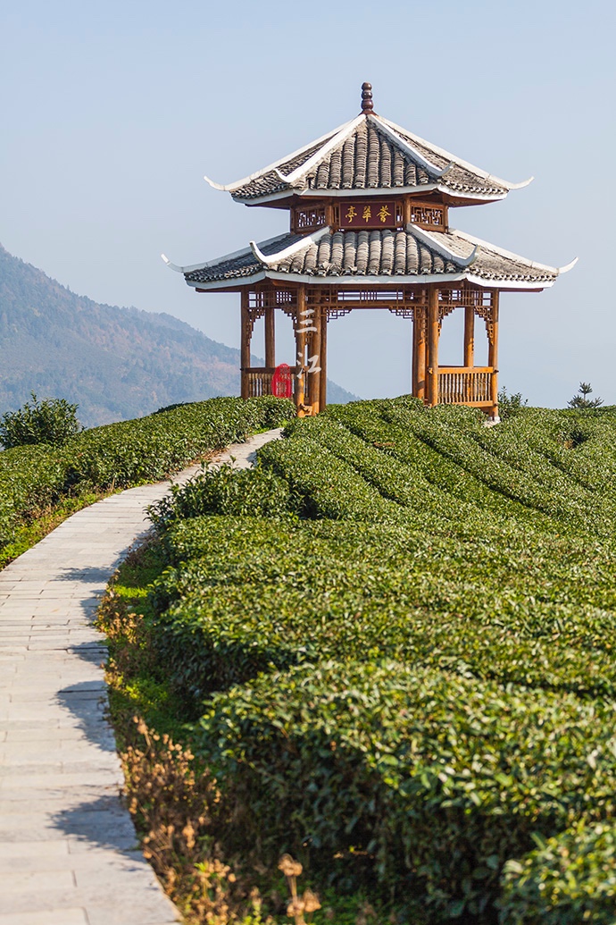 在刘三姐的故乡，云海之上的绝美茶园，偶遇美丽侗族采茶妹！